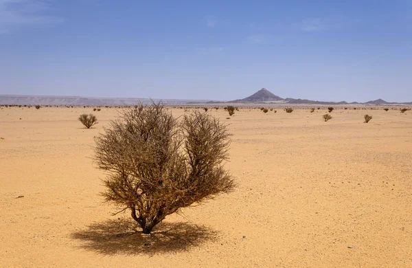 Wüstenlandschaft Mit Akazienbäumen Und Sträuchern Saudi Arabien — Stockfoto