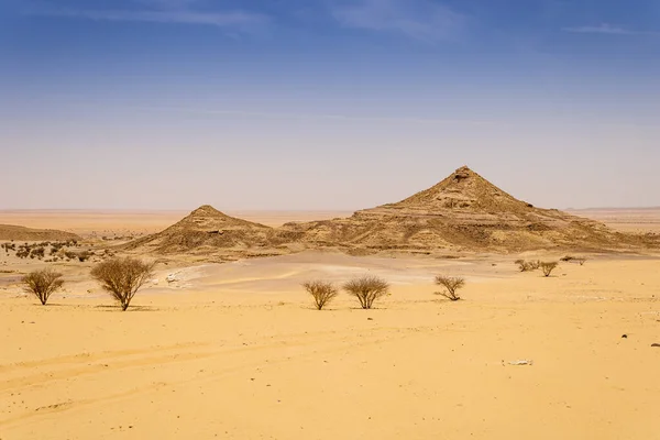 Wüstenlandschaft Mit Akazienbäumen Und Sträuchern Saudi Arabien — Stockfoto