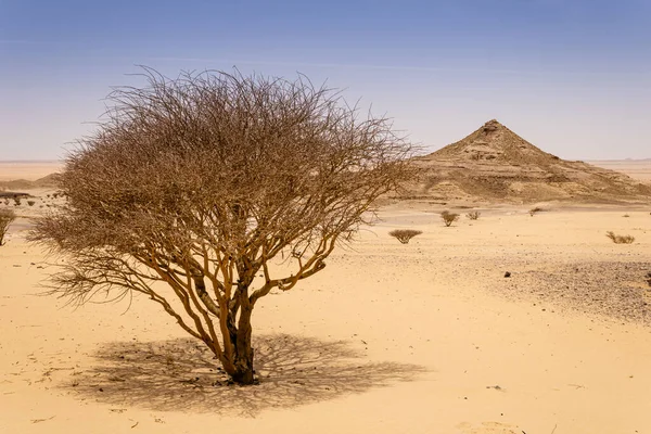 Wüstenlandschaft Mit Akazienbäumen Und Sträuchern Saudi Arabien — Stockfoto