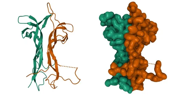 Structuur Van Hersenen Afgeleid Neurotrophic Factor Groen Neurotropine Bruin Heterodimeer — Stockfoto