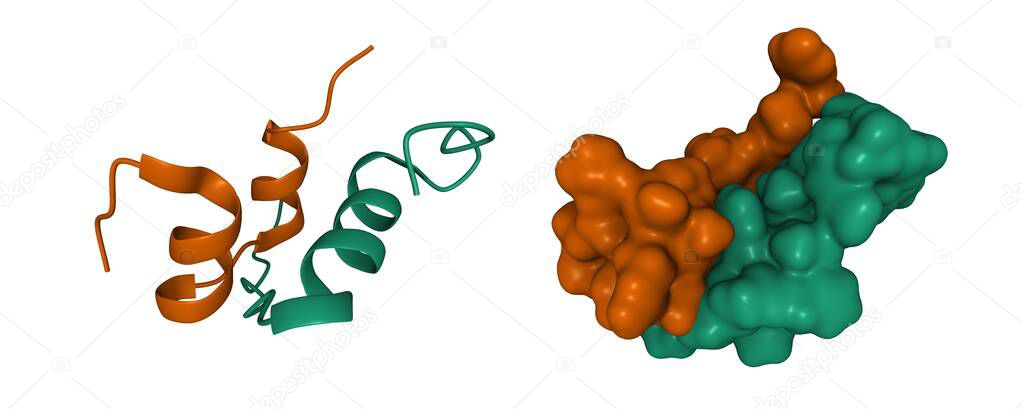 Structure of human hormone insulin-like peptide-3 heterodimer, 3D cartoon and Gaussian surface models, white background