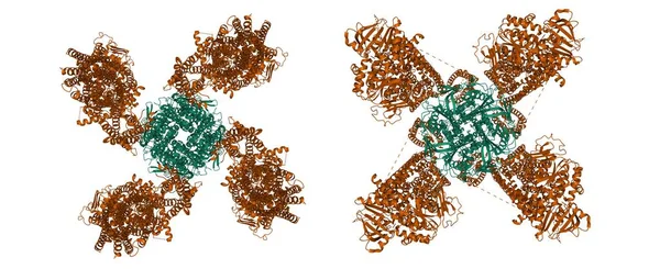 Structure Human Katp Bound Atp Adp Propeller Left Quatrefoil Right — Stock Photo, Image