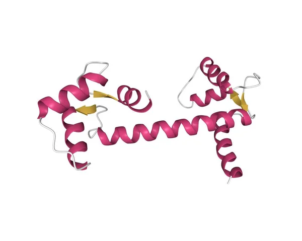 人体降钙素的结构 3D卡通模型具有不同色彩的二级结构元素 白色背景 — 图库照片