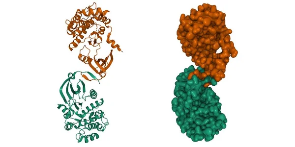 Struktur Der Menschlichen Calmodulin Abhängigen Proteinkinase Homodimer Cartoon Und Gaußsche — Stockfoto