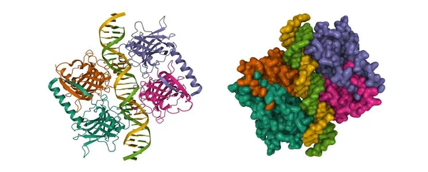 Dört Molekül Hücre Tümörü Antijen P53 Dna Boyutlu Karikatür Gauss — Stok fotoğraf