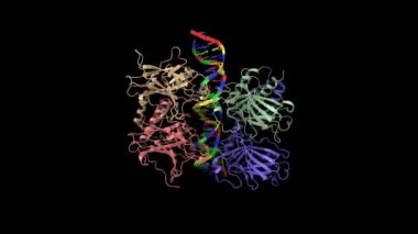 Dört molekül hücre tümörü antijen p53 DNA, animasyon 3D karikatür ve Gauss yüzey modeli, siyah arkaplan.