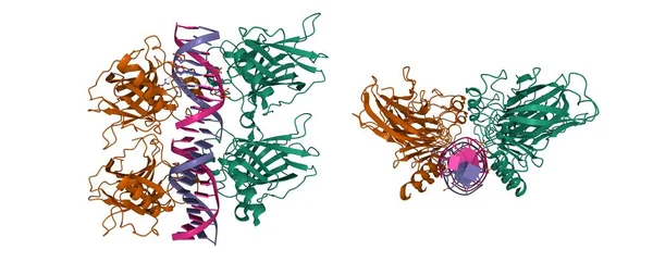 细胞肿瘤抗原P73四聚体与Dna 三维卡通模型在两种垂体投影中的融合 即白色背景 — 图库照片