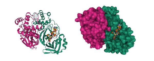 Structure Sars Cov Main Protease Dimer Interacting Antiviral Drug Narlaprevir — Fotografia de Stock