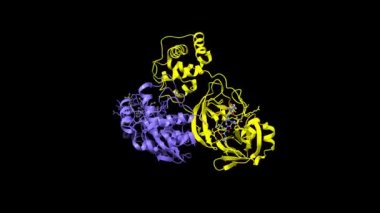 SARS-Cov-2 ana protein dimerinin yapısı antiviral ilaç, narlapreir, animasyon 3D karikatür ve Gauss yüzey modelleri ile etkileşim halinde, siyah arkaplan