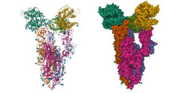 Structure of triple ACE2-bound SARS-CoV-2 trimer spike, 3D cartoon and Gaussian surface models, white background clipart