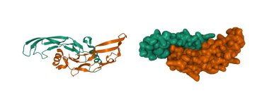 Kemik morfogenetik proteinin yapısı 3 homodimer, 3 boyutlu çizgi film ve Gaussian yüzey modeli, beyaz arkaplan