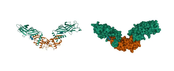 Srtucture Pro Bone Morphogenetic Protein Tetramer Bone Morphogenetic Protein Growth — стокове фото