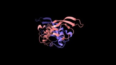 Kemik morfogenetik proteinin yapısı 3 homodimer, animasyon 3 boyutlu karikatür ve Gauss yüzey modeli, siyah arkaplan