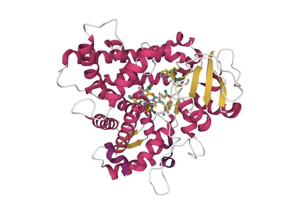 Struktur Human Cytokrom P450 Cyp2C9 Med Heme Och Warfarin Bunden — Stockfoto