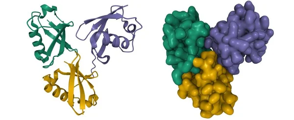 K11-K48-Bağlı Kri-Ubiquitin Kristal Yapısı, 3 boyutlu karikatür ve Gauss yüzey modelleri, PDB 9oq1 tabanlı, beyaz arkaplan