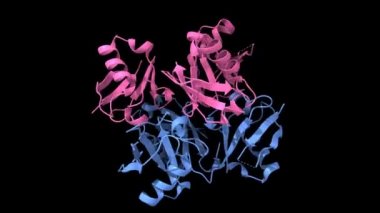 Lys27-bağlantılı tribiquitin 'in yapısı, üç adet ubiquitin (mavi) ve D-ubiquitin (pembe) zinciri, PDB 5jby tabanlı 3 boyutlu çizgi film ve Gaussian yüzey modelleri gösterilir.