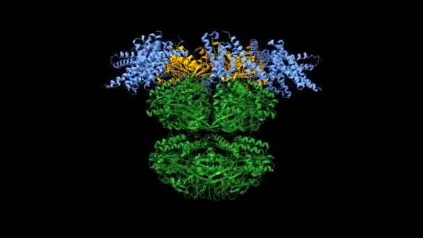 Kaicba Cyanobacterial Circadian Μοντέλο Ραχοκοκαλιά Ρολόι Kaia Dimers Μπλε Kaib — Αρχείο Βίντεο
