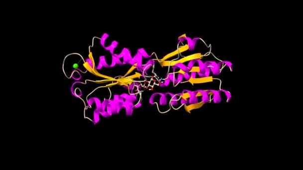 Δομή Του Περιπλασματικού Υποδοχέα Γλυκόζης Γαλακτόζης Της Salmonella Typhimurium Κινούμενο — Αρχείο Βίντεο