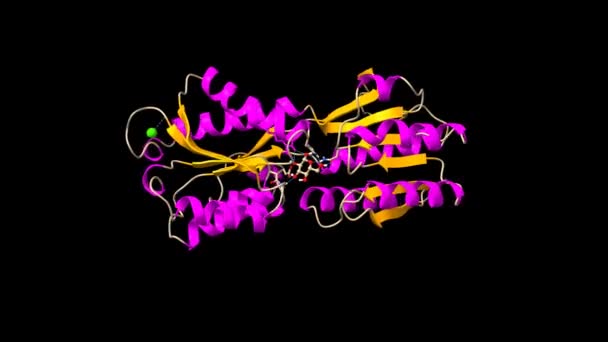 Struktur Des Periplasmatischen Glukose Galaktose Rezeptors Von Salmonella Typhimurium Animiertes — Stockvideo