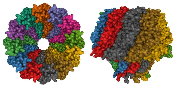 Struktura Atomowa Portalu Epstein Barr Struktura Model Powierzchni Gaussa Dwóch — Zdjęcie stockowe