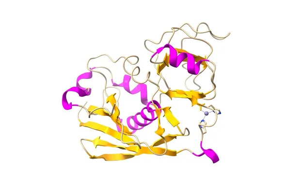 Struttura Enterotossina Staphylococcus Aureus Modello Cartone Animato Schema Dei Colori — Foto Stock