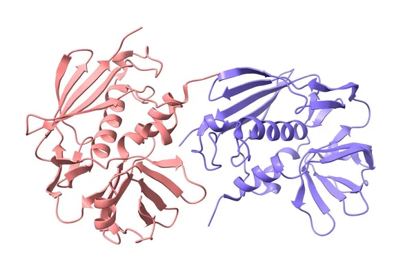 Szerkezete Enterotoxin Származó Staphylococcus Aureus Rajzfilm Modell Lánc Színséma Alapján — Stock Fotó