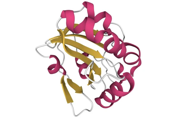 Estrutura Peroxiredoxin Humano Modelo Dos Desenhos Animados Esquema Secundário Cor — Fotografia de Stock