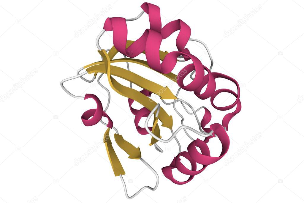 Structure of human peroxiredoxin 5, 3D cartoon model, secondary structure color scheme, white background