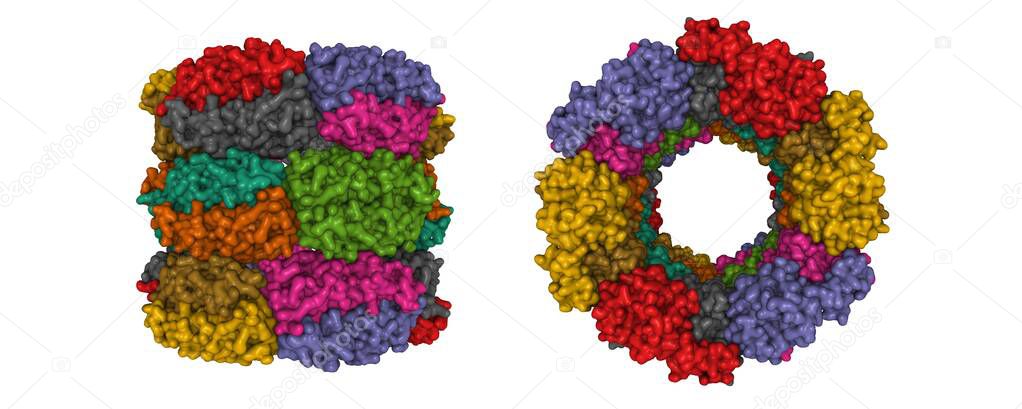 Structure of human peroxiredoxin 3 as three stacked rings, 3D Gaussian surface model in two purpendicular projections, chain id color scheme, based on PDB 5jcg, white background
