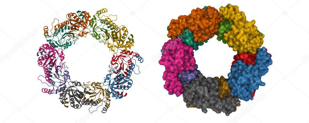 Structure of reduced human peroxiredoxin 2, 3D cartoon and Gaussian surface models, chain id color scheme, based on PDB 7kiz, white background