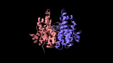 İnsan glutathione transferaz (GST) A1-1 'in kristal yapısı glutathione, animasyon 3D karikatür ve Gauss yüzey modelleri, zincir renk şeması, PDB 1pkw tabanlı, siyah arkaplan