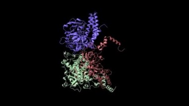 İnsan bleomisin hidrolaz yapısı, iki mor projeksiyonlu 3D Gaussian yüzey modeli, PDB 1cb5 tabanlı zincir kimlik şeması, siyah arkaplan