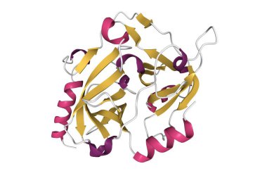 Staphylococcus aureus 'tan deri dökücü toksin A' nın yapısı, 3D karikatür modeli, ikincil yapı renk şeması, PDB 1exf tabanlı, beyaz arkaplan