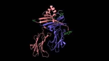 Bağışıklık reseptörü HLA-DRB1 'in Vimentin' e bağlı yapısı, animasyon 3D karikatür ve Gauss yüzey modelleri, PDB 4mdj tabanlı zincir kimlik şeması, siyah arkaplan