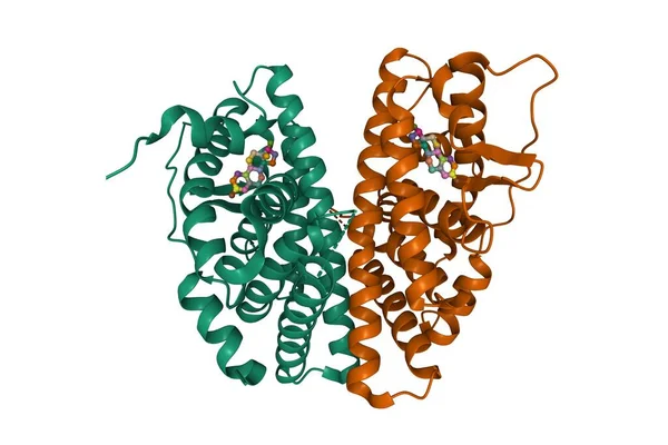 雌激素受体 二聚体与雌二醇 3D卡通模型 链状色系 基于Pdb 5Toa 白色背景 — 图库照片