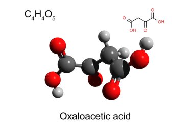 Kimyasal formül, iskelet formülü ve oksaloasetik asidin 3 boyutlu top ve sopa modeli, beyaz arkaplan