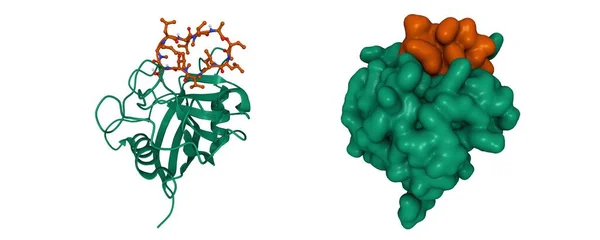 Estructura Ciclofilina Verde Compleja Con Ciclosporina Inmunosupresora Marrón Dibujos Animados — Foto de Stock