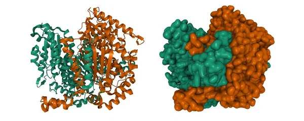 Struktura Ludzkiego Izomerazy Glukozo Fosforanowej Kreskówki Gaussian Modele Powierzchni Schemat — Zdjęcie stockowe