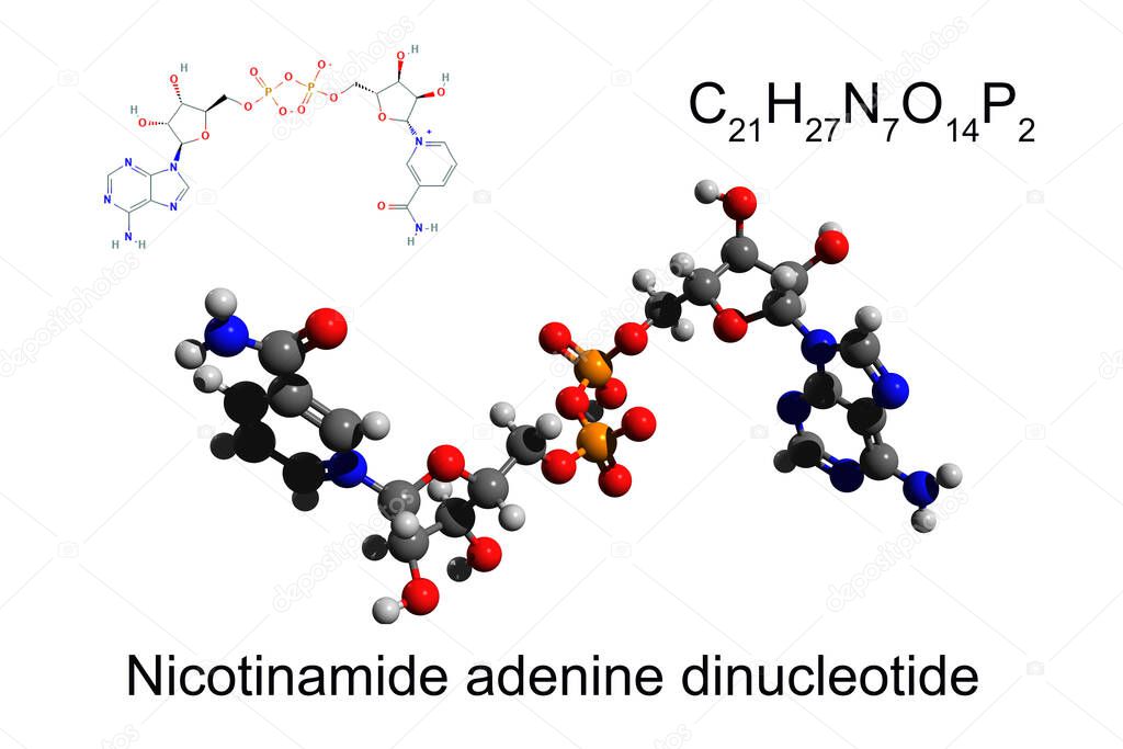Chemical formula, skeletal formula, and 3D ball-and-stick model of nicotinamide adenine dinucleotide, white background