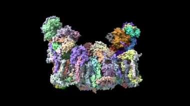 İnsan solunum zinciri megacomplex-I2III2IV2 'nin kriyo-EM mimarisi, animasyon 3D karikatür ve Gauss yüzey modeli, zincir kimlik şeması, PDB 5xti tabanlı, siyah arkaplan