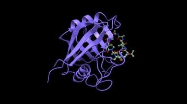 PDB 1cwa tabanlı immünosuppressant siklosporin, animasyon 3D karikatür ve Gaussian yüzey modelleri ile komplekslenmiş siklofilin A (mavi) yapısı, siyah arkaplan