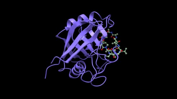 Estructura Ciclofilina Azul Compleja Con Ciclosporina Inmunosupresora Dibujos Animados Modelos — Vídeos de Stock