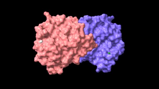 Struktur Mänskliga Triosefosfatisomeras Animerade Tecknad Och Gaussiska Ytmodeller Kedja Färgschema — Stockvideo