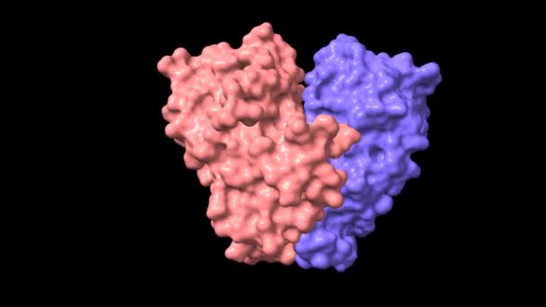 雌激素受体 二聚体与雌二醇 橙色红色 动画3D卡通和高斯曲面模型 链状色系方案 基于Pdb 5Toa 黑色背景 — 图库视频影像