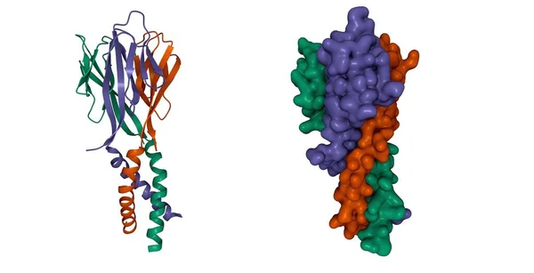 Estrutura Resistina Hormonal Desenhos Animados Modelos Superfície Gaussiana Esquema Cores — Fotografia de Stock