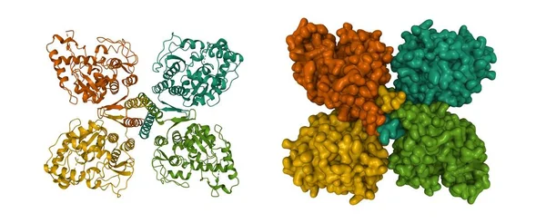 Struktura Hydroksylazy Fenyloalaniny Tetramer Enzym Wplątany Fenyloketonurię Kreskówki Gaussa Modeli — Zdjęcie stockowe