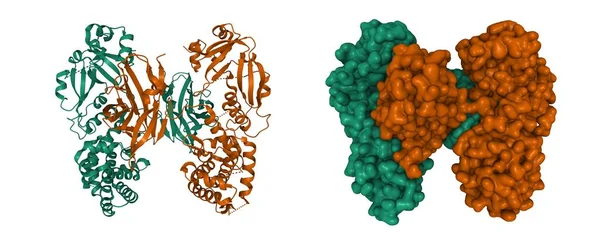 Estructura Dímero Toxina Diftérica Dibujos Animados Modelo Superficie Gaussiana Aislado — Foto de Stock