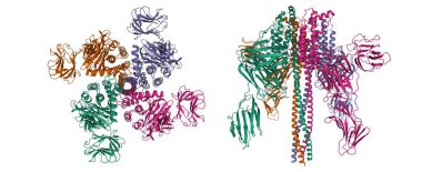 Bacillus thuringiensis 'ten Vip3Aa Aa bitkisel böcek öldürücü protein toksini, iki mor projeksiyonlu 3D karikatür modeli, zincir renk şeması, PDB 6tfk, beyaz arkaplan