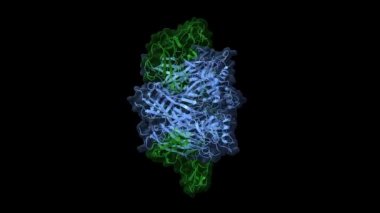 Crystal structure of the a-cobratoxin (green)-AChBP (blue) complex, animated 3D cartoon and Gaussian surface models, chain instance color scheme, based on PDB 1yi5, black background