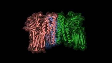 Bacillus thuringiensis 'ten sivrisinek-larvidal toksin Cry4Ba yapısı, animasyon 3D karikatür ve Gauss yüzey modelleri, PDB 1w99' a dayanan zincir durum renk şeması, siyah arkaplan